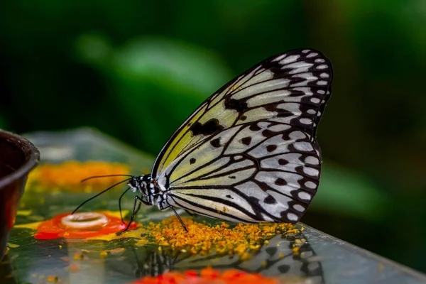 Closeup Bela Borboleta Sentado Flower Tree Nymph Borboleta Idea Leuconoe — Fotografia de Stock