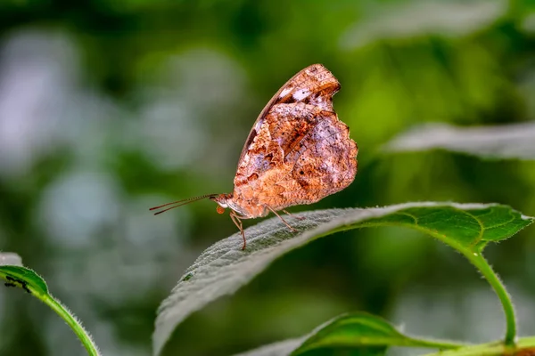 Gros Plan Beau Papillon Assis Sur Fleur — Photo