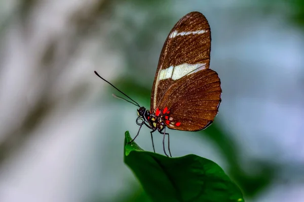 Feche Bela Borboleta Sentada Flor Zebra Heliconian Heliconius Charithonia — Fotografia de Stock