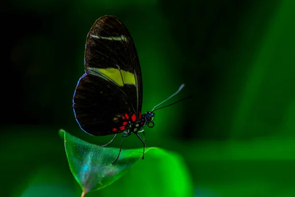 Closeup Beautiful Butterfly Sitting Flower Zebra Heliconian Heliconius Charithonia — Stock Photo, Image