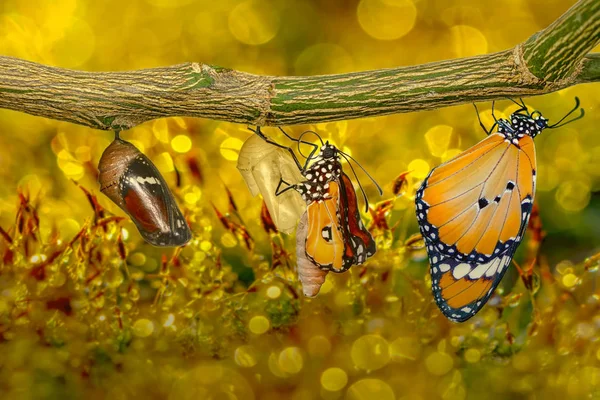 Momento Incrível Monarch Butterfly Pupa Casulos São Suspensos Transformação Conceito — Fotografia de Stock