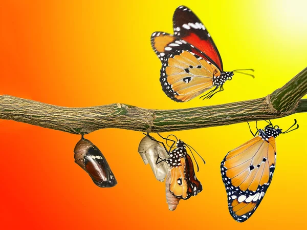 Verbazingwekkend Moment Monarch Butterfly Poppen Cocons Zijn Geschorst Concept Transformatie — Stockfoto