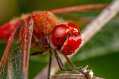 Makro çekimler, Güzel doğa sahnesi yusufçuk sineği. 