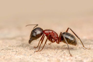 Güzel kırmızı karıncanın güçlü çeneleri