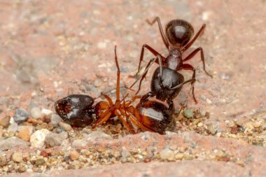 Güzel kırmızı karıncanın güçlü çeneleri
