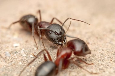 Güzel kırmızı karıncanın güçlü çeneleri