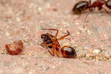 Güzel kırmızı karıncanın güçlü çeneleri