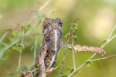 Makro çekimler, Güzel doğa sahnesi Yeşil bukalemun 