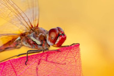 Makro çekimler, Güzel doğa sahnesi yusufçuk sineği. 