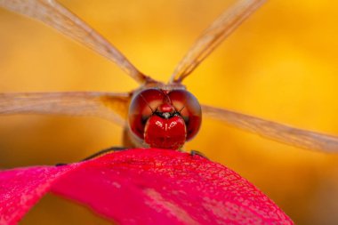 Makro çekimler, Güzel doğa sahnesi yusufçuk sineği. 