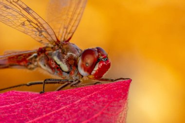 Makro çekimler, Güzel doğa sahnesi yusufçuk sineği. 