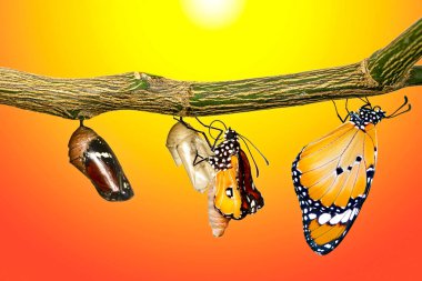 Amazing moment ,Monarch Butterfly, pupae and cocoons are suspended. Concept transformation of Butterfly clipart