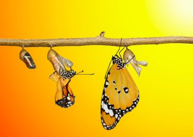 İnanılmaz bir an, Kral Kelebeği, pupalar ve kozalar askıya alındı. Kelebeğin dönüşümünü kabul et