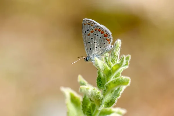 Gros Plan Beau Papillon Assis Sur Fleur — Photo