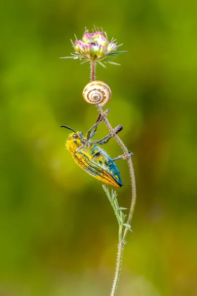Beautiful Jewel Beetles Ehrenbergi Insect — Stock Photo, Image