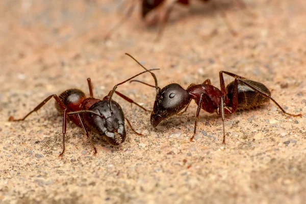 Güzel kırmızı karıncanın güçlü çeneleri