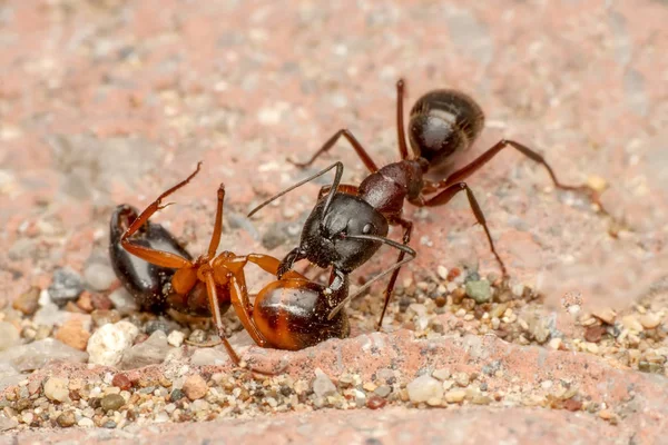 Mooie Sterke Kaken Van Rode Mier Close — Stockfoto