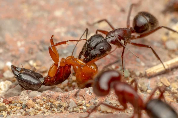 Güzel kırmızı karıncanın güçlü çeneleri