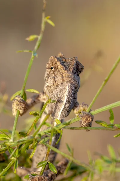 Makro Skott Vacker Natur Scen Grön Kameleont — Stockfoto