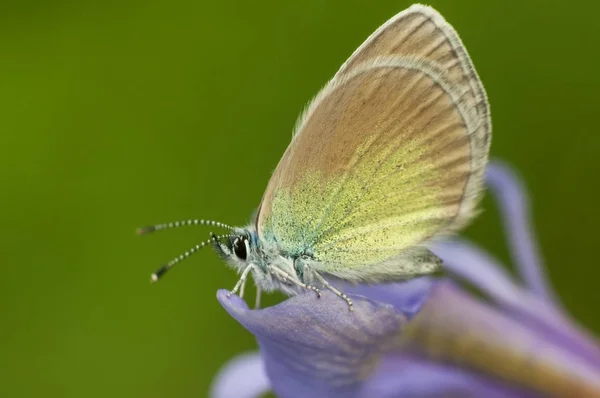 Gros Plan Beau Papillon Assis Sur Fleur — Photo