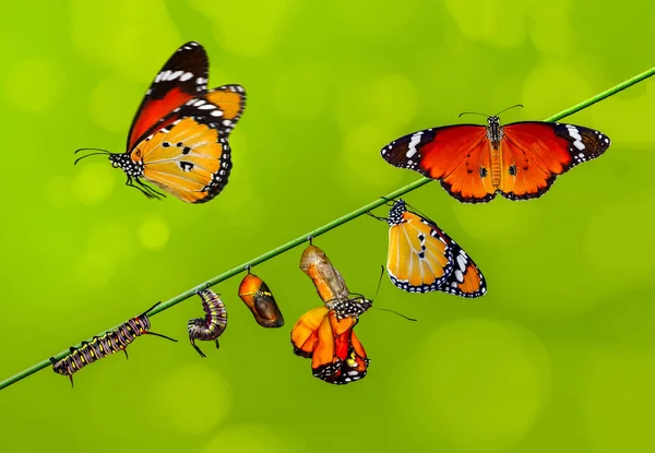 Momento Incrível Monarch Butterfly Pupa Casulos São Suspensos Transformação Conceito — Fotografia de Stock