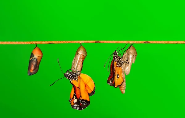 Niesamowita Chwila Monarcha Motyl Poczwarki Kokony Zawieszone Koncepcja Transformacji Motyla — Zdjęcie stockowe