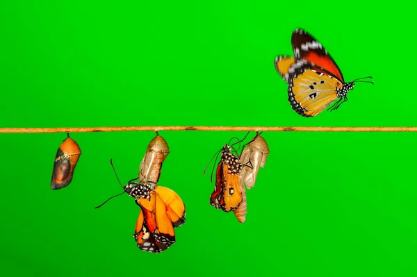 Úžasný Okamžik Monarch Butterfly Pupae Kokony Jsou Zavěšeny Koncepční Transformace — Stock fotografie