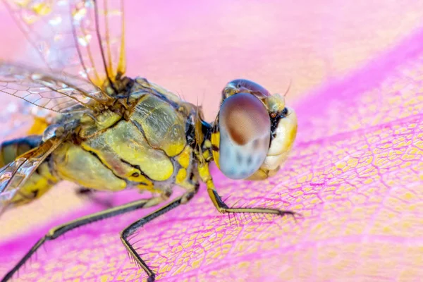 Fotos Macro Hermosa Escena Naturaleza Libélula — Foto de Stock