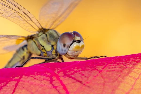 Macro Shots Belle Scène Nature Libellule — Photo