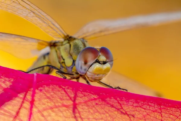 Macro Shots Belle Scène Nature Libellule — Photo