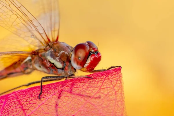 Makro çekimler, Güzel doğa sahnesi yusufçuk sineği. 