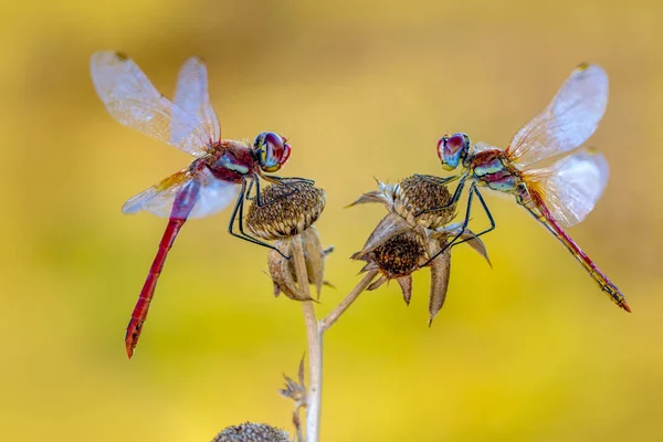 Macro Fotografii Frumos Natura Scena Dragonfly — Fotografie, imagine de stoc