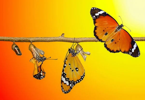 神奇的时刻 帝王蝴蝶 蛹和茧被吊死 蝴蝶的概念转变 — 图库照片