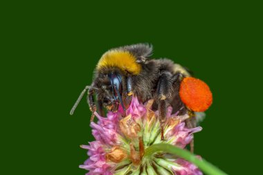 Arı ve bal arısı sarı çiçek görüntüleri nektar toplar. Polen ile yer üzerinde altın bal arısı metin için arka plan bulanıklık. Böcek. Hayvan