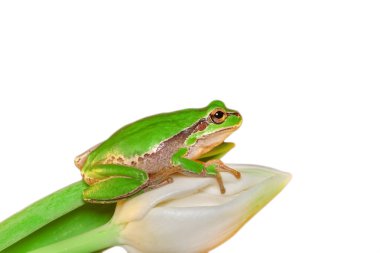 Güzel Europaean ağaç kurbağa yeşil arborea - stok görüntü