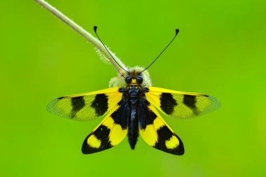 Doğa ortamlarında güzel yusufçuk 