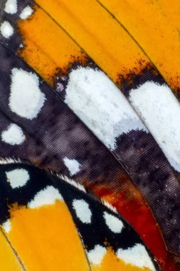 Kelebek kanat arka plan, Danaus chrysippus aşırı makro