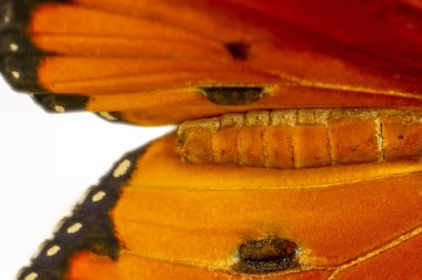 Kelebek kanat arka plan, Danaus chrysippus aşırı makro