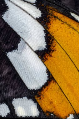 Kelebek kanat arka plan, Danaus chrysippus aşırı makro