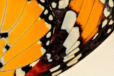 Kelebek kanat arka plan, Danaus chrysippus aşırı makro