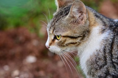 Gri kedi portre yolunu yitirmek kedi kamera olarak sokak sokak yeşil gözler hayvan hayvanlar kentsel City seyir