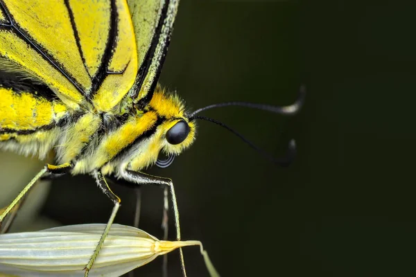 Closeup Beautiful Butterfly Sitting Flower — Stock Photo, Image