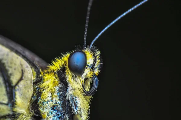 Nahaufnahme Schöner Schmetterling Auf Blume Sitzend — Stockfoto