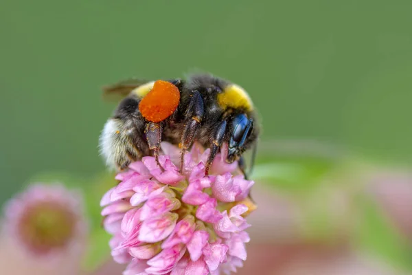 Image Bee Honeybee Yellow Flower Collects Nectar Golden Honeybee Flower — Stock Photo, Image