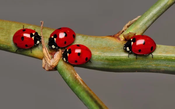 Belle Coccinelle Sur Fond Déconcentré Feuilles — Photo