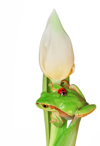 Beautiful Europaean Tree Frog Hyla Arborea Stock Image — Stock Photo, Image