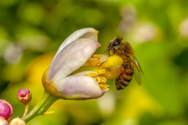 Wizerunek Pszczoła Lub Pszczół Żółty Kwiat Zbiera Nektar Złote Pszczoły — Zdjęcie stockowe