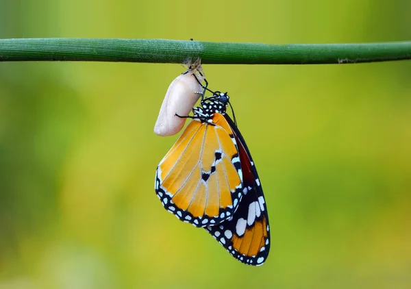 Momento Increíble Mariposa Monarca Pupas Capullos Están Suspendidos Transformación Conceptual — Foto de Stock
