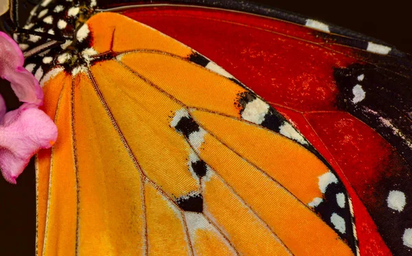 Экстремальный Макро Крыла Бабочки Фон Danaus Chrysippus — стоковое фото