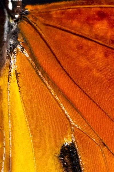 Macro Extremo Del Fondo Del Ala Mariposa Danaus Chrysippus —  Fotos de Stock